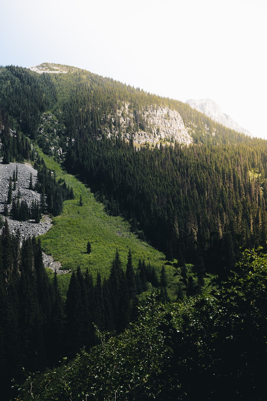Le Paysage Lointain Des Arbres Photo Gratuite Sur Pixabay Pixabay le-paysage-lointain-des-arbres-photo-gratuite-sur-pixabay-pixabay