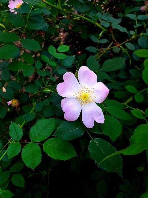 Free Nature Flower Wallpaper photo and picture