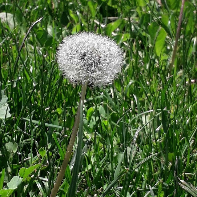 Free The Nature Dandelion photo and picture