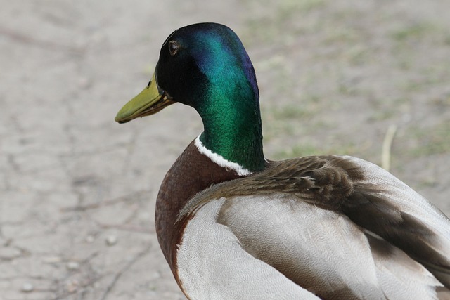 Free Mallard Duck photo and picture