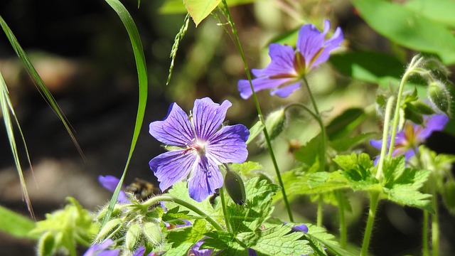 Free Blue Flowers Cranesbill photo and picture