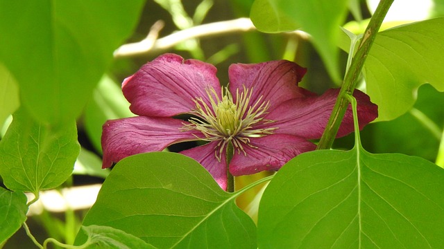 Free Clematis Blossoms photo and picture