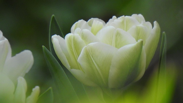 Free Tulips Flower Wallpaper photo and picture