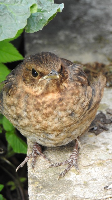Free Blackbird Chick photo and picture