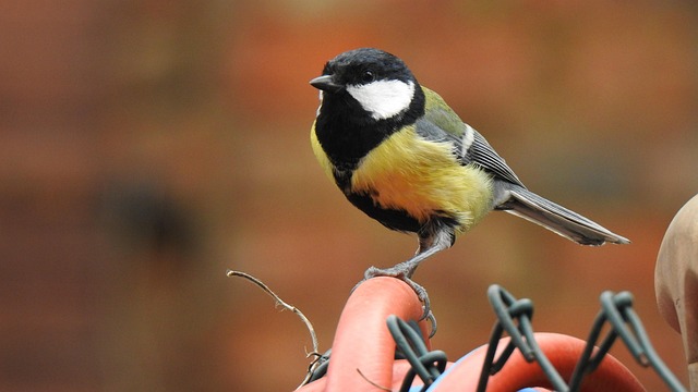Free Great Tit Bird photo and picture