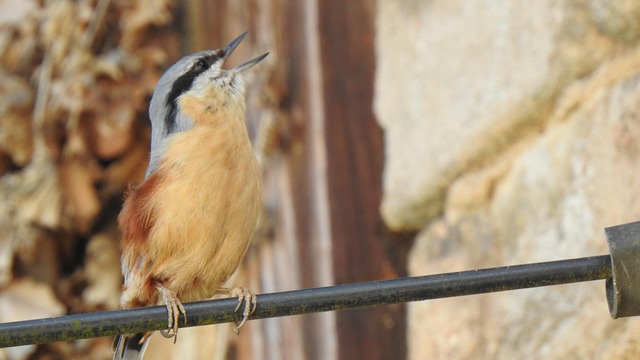 Free Nuthatch Songbird photo and picture