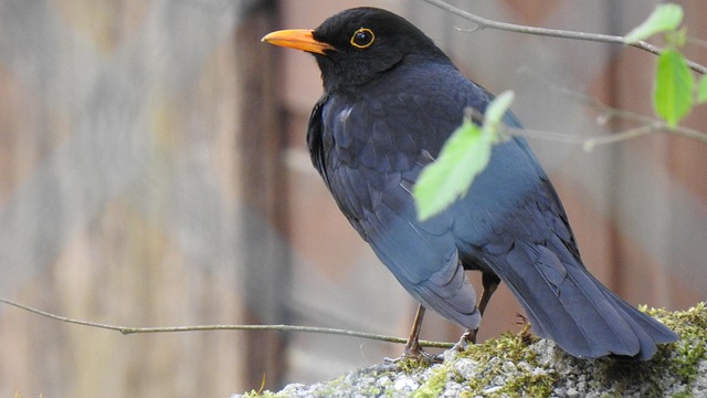 Free Blackbird Male photo and picture
