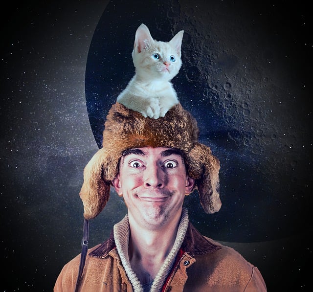 Man Cat Kitten - Free image on Pixabay