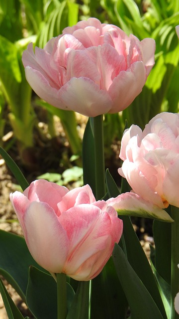 Free Tulips Pink photo and picture