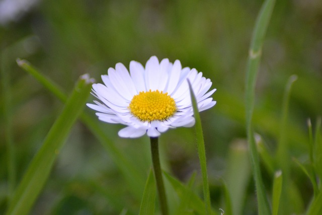 Free Daisy Push photo and picture