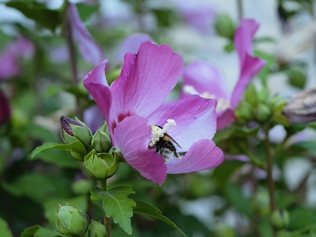 Free Flower Violet photo and picture