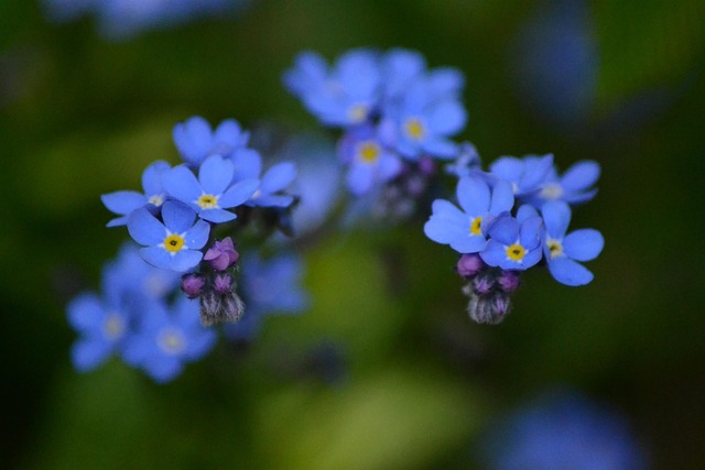 Free Flowers Blue photo and picture