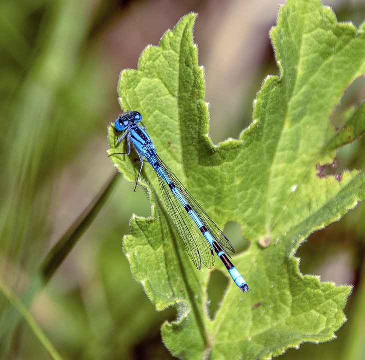 Caballito Del Diablo Azul Alas - Foto gratis en Pixabay - Pixabay