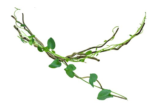 Bogen, Hintergrund, Saum, Botanisch