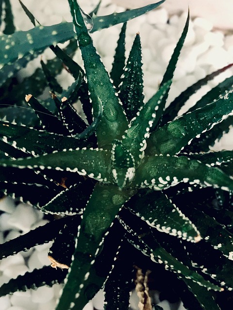 Free Cactus Drops photo and picture