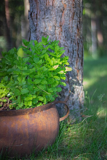 Minze, Pflanze, Grün, Blumentopf, Gesund