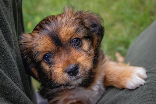Hund, Rennen, Hündchen, Tiere, Hübsch