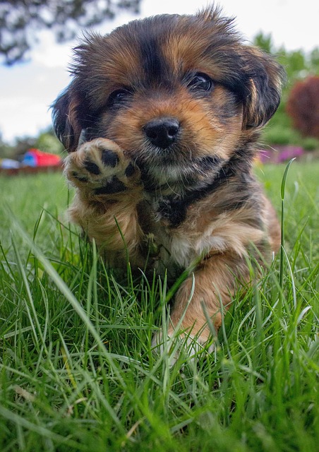 Hund, Hündchen, Braun, Natur, Tiere