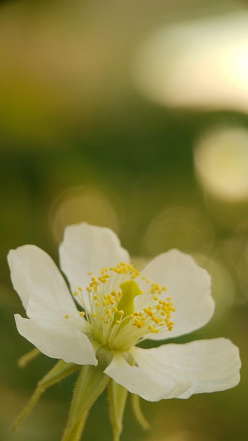 Blomst, Smukke Blomster, Blomst Tapet