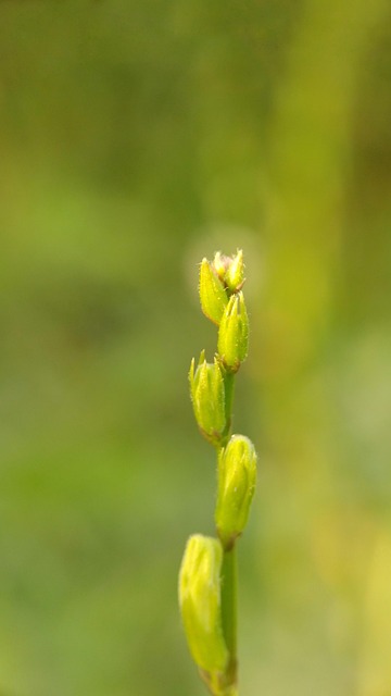 Blomst, Blomst Baggrund, Makro, Sløring