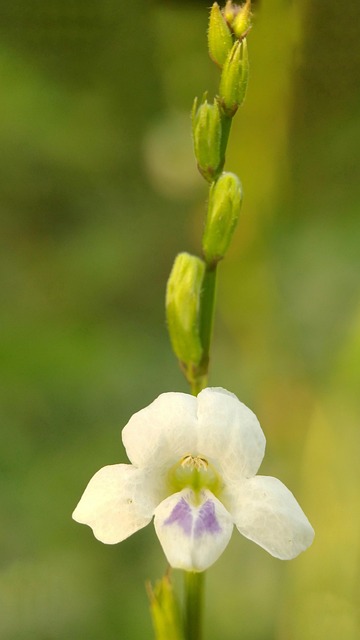 Blomst, Blomst Baggrund, Hvid Blomst