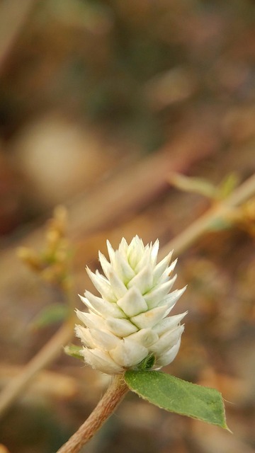 Blomst, Grøn, Makro, Bokeh, Sløring