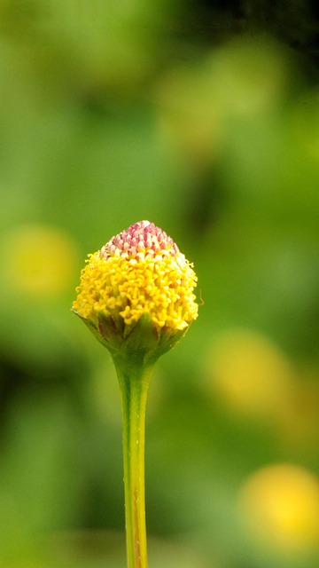 Blomst, Grøn, Makro, Natur, Bokeh