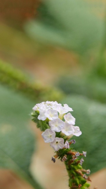 Blomst, Natur, Grøn, Makro, Bokeh