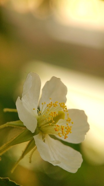 Blomst, Makro, Sløring, Muntingia, Talok