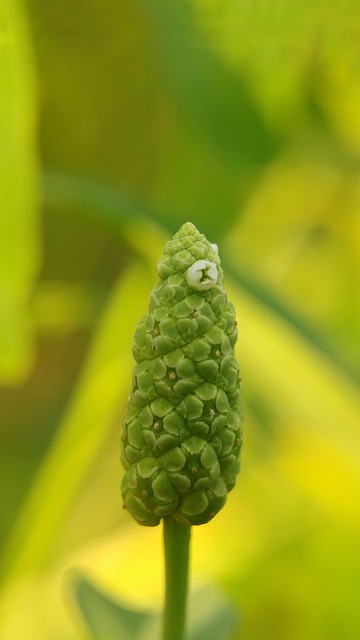 Blomst, Smukke Blomster, Grøn, Makro
