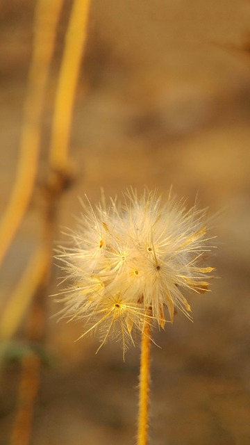 Blomst, Smukke Blomster, Blomst Tapet