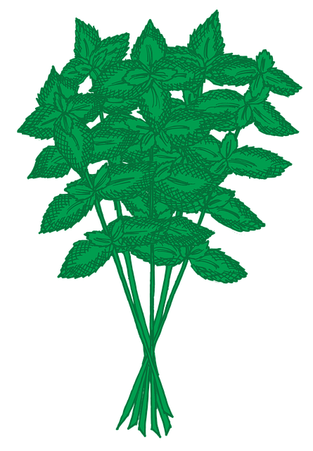 Free herbs basil herb illustration