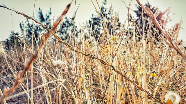 Free Plant Natural photo and picture