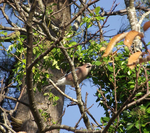 Free Jay Bird photo and picture