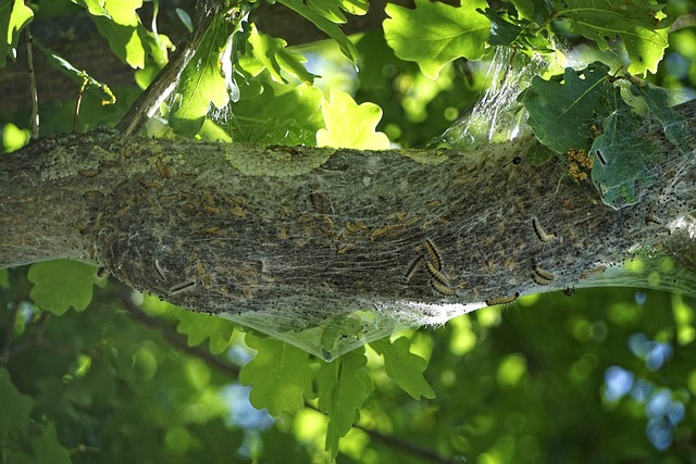 Free Eps Oak Processionary Moth photo and picture
