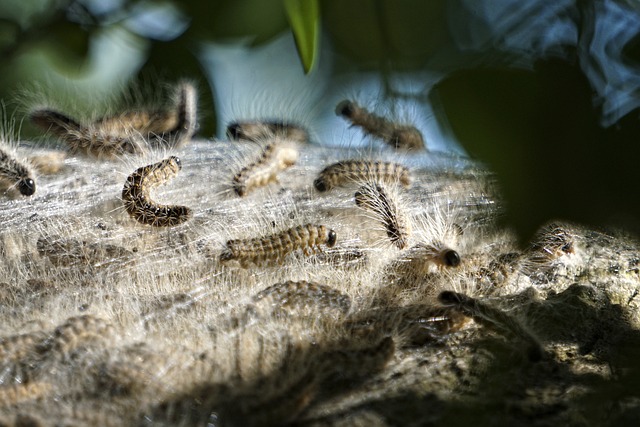 Free Eps Oak Processionary Moth photo and picture