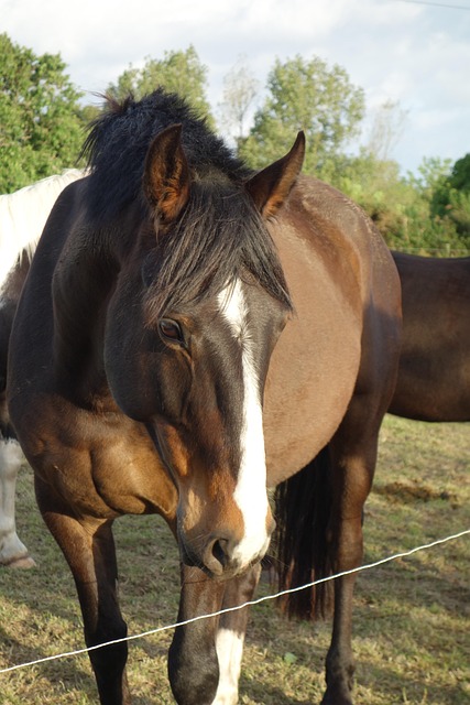 Free Horse Horse Head Shot photo and picture