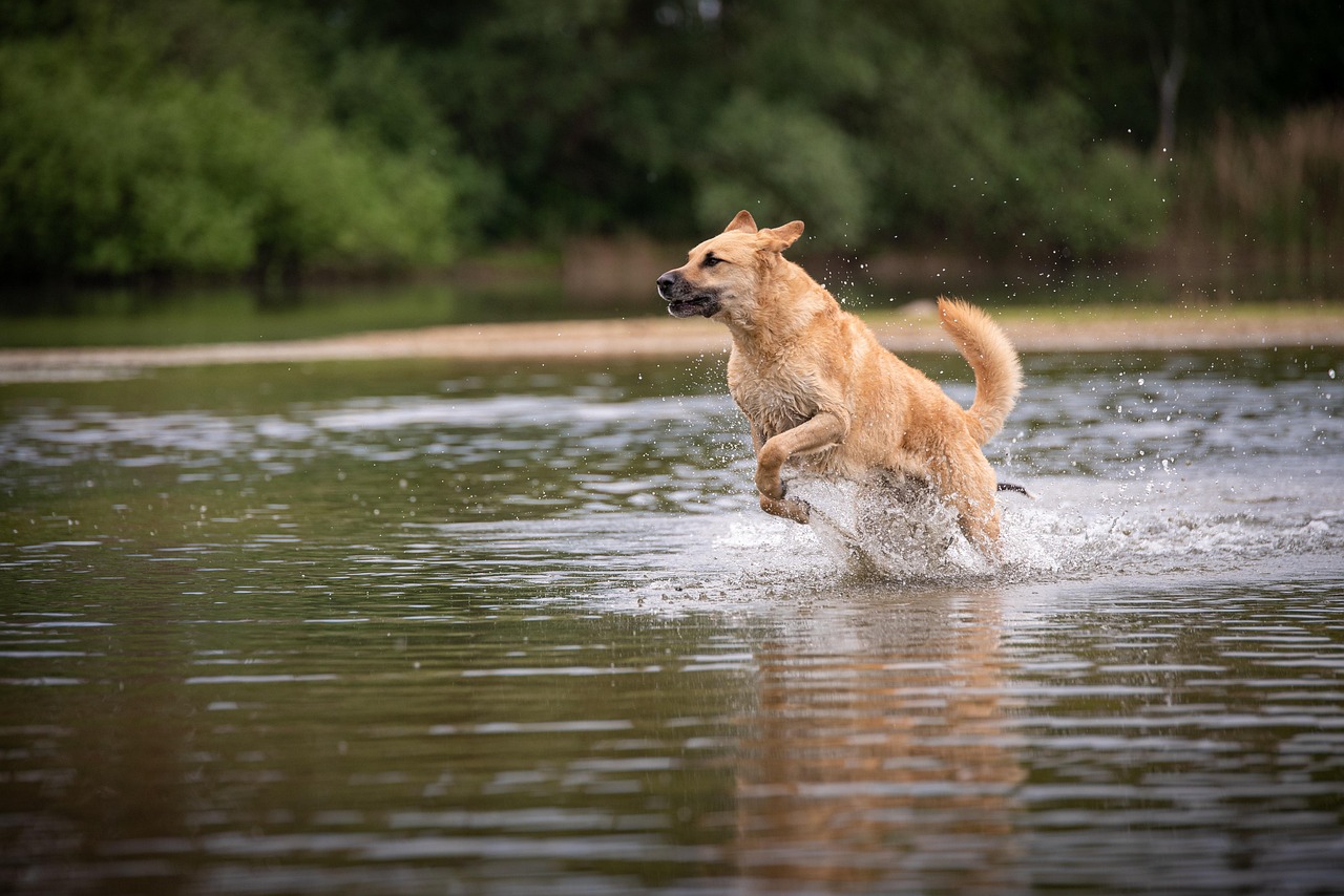 dog water jumping