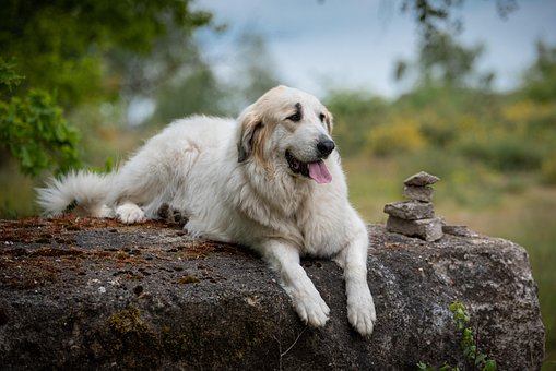 Hund, Ruhe, Natur, Haustier, Stimmung