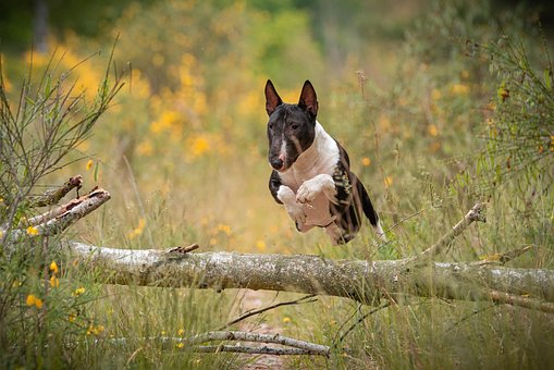 Hund, Sprung, Bewegungsaufnahme