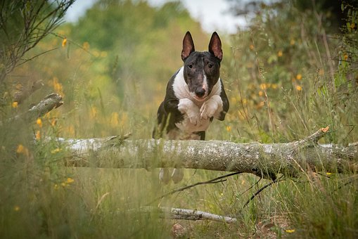 Hund, Sprung, Bewegungsaufnahme