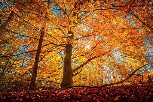 Herbst, Wald, Farben, Natur, Landschaft