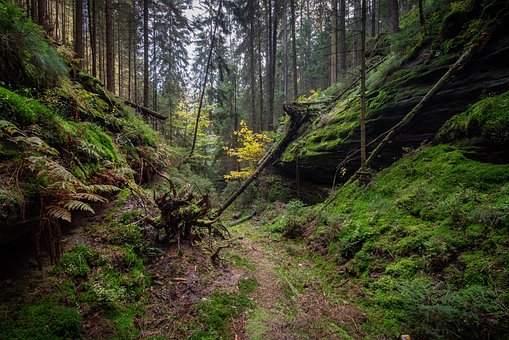 Natur, Berge, Moos, Wald, Tal