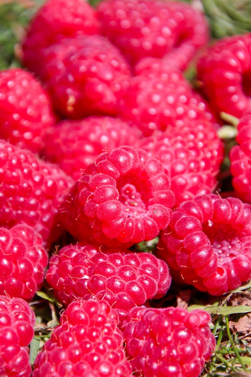 Raspberry Fruit Berries - Free photo on Pixabay - Pixabay