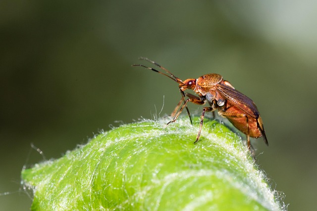 Free Bug Leaf Bug photo and picture