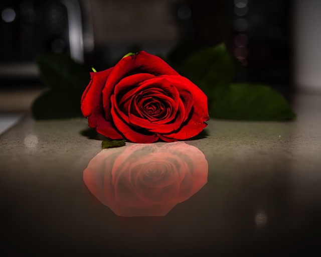 Free Rose Roses photo and picture