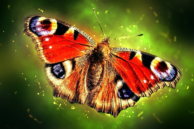 Free peacock butterfly butterfly insect illustration