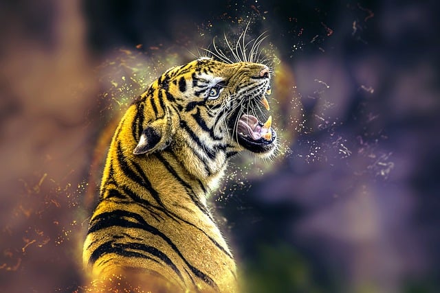 Free tiger cat big cat illustration