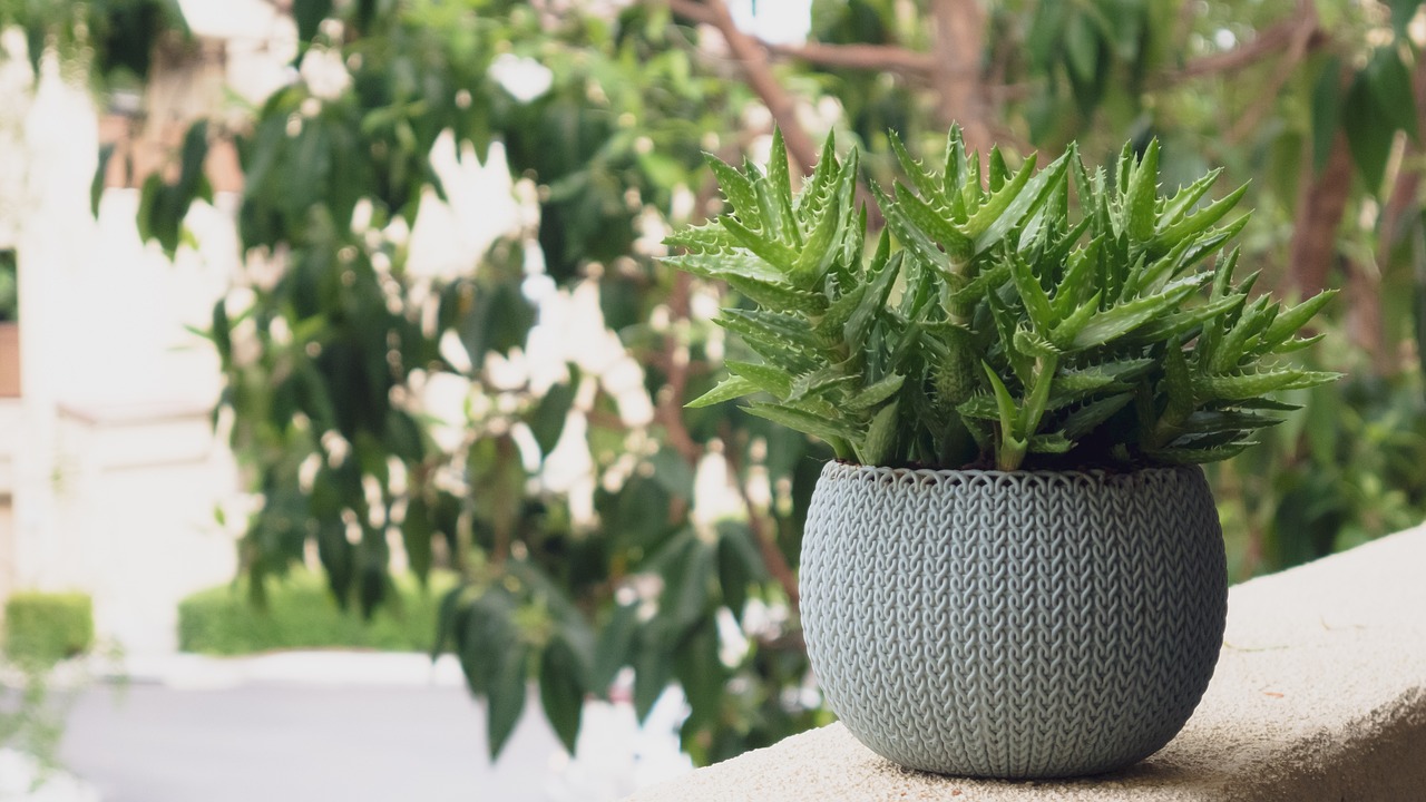View of Plant Natural Nature - Free photo on Pixabay