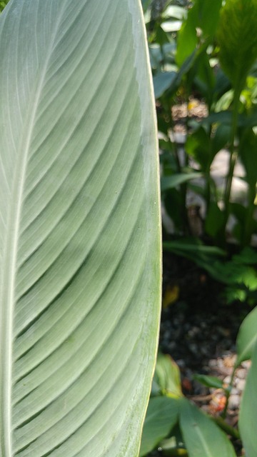 Canna, Lilje, Blad, Baggrund, Tropisk